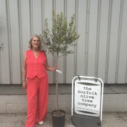 Leccino Olive Tree – Reliable Fruiting & Excellent Pollinator - delivery included