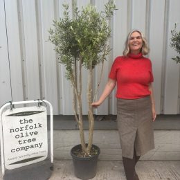Multi-stem Olive tree. Delivery included.