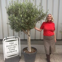 Hojiblanca Olive tree -delivery included