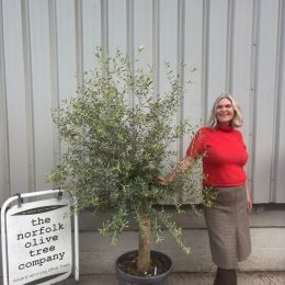 Olive Tree in Pot UK -Arbequina variety -delivery included
