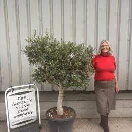 Hojiblanca Olive tree -delivery included