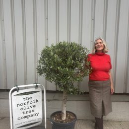 Olive Tree in Pot UK -Arbequina variety -delivery included