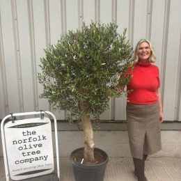 Olive Tree in Pot UK -Arbequina variety -delivery included
