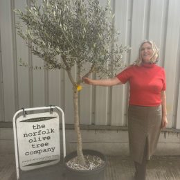 Formatively Pruned Tuscan Olive Tree with Wispy Open Crown -delivery included