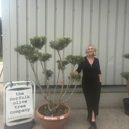 Pom Pom Olive Tree