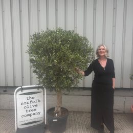 Olive Tree in Pot UK -Arbequina variety -delivery included