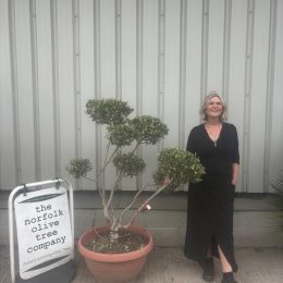 Pom Pom Olive Tree – Multi-Stem Topiary -delivery included