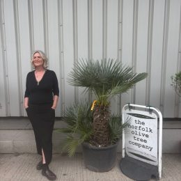 Blue Mediterranean Fan Palm | Chamaerops humilis var. cerifera – mainland UK Delivery