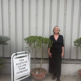 ‘Parachute’ pruned mini Italian Olive tree - delivery included.
