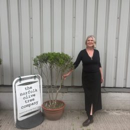 ‘Parachute’ pruned mini Italian Olive tree - delivery included.