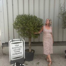 Olive Tree in Pot delivery included