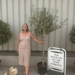 Formatively Pruned Tuscan Olive Tree with Wispy Open Crown -delivery included