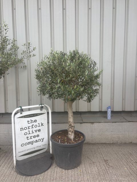 Olive Tree in Pot