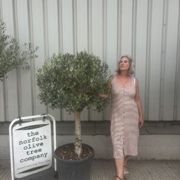 Olive Tree in Pot UK -Arbequina variety -delivery included