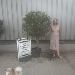 Olive Tree in Pot for Sale UK | Mature Hardy Olive Tree – Delivery Included