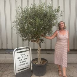 Olive Tree in Pot for Sale UK | Mature Hardy Olive Tree – Delivery Included