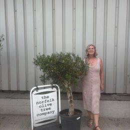 Olive Tree in Pot for Sale UK | Mature Hardy Olive Tree – Delivery Included