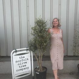London Olive tree delivery included