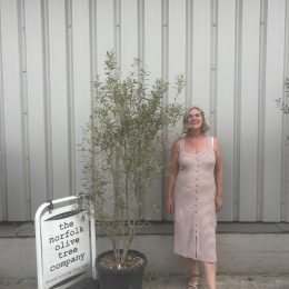 Olea europaea ‘Cipressino’ delivery included