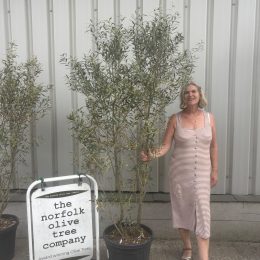 Olea europaea ‘Cipressino’ delivery included