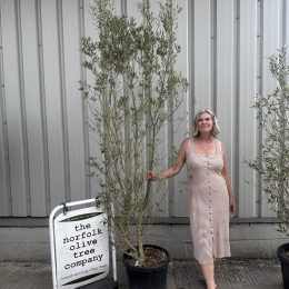 Olea europaea ‘Cipressino’ delivery included