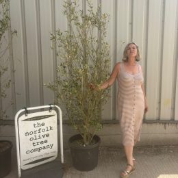 Olea europaea ‘Cipressino’ delivery included