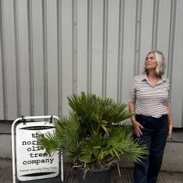 Chamaerops humilis ‘Volcano’ – Hardy Mediterranean Fan Palm UK | Free Mainland Delivery
