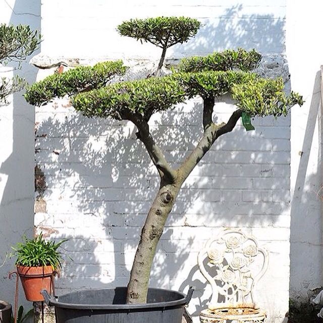 Cloud Olive trees for sale
