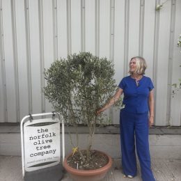 Italian Olive Tree for sale - delivery included.