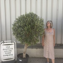 Olive Tree in Pot for Courtyard Gardens-delivery included