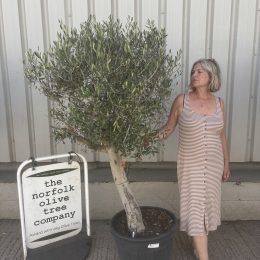 Olive Tree in Pot for Sale UK | Mature Hardy Olive Tree – Delivery Included