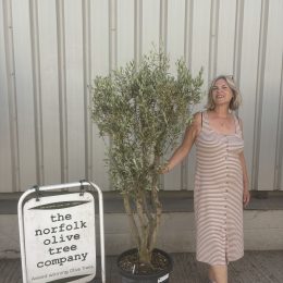 Multi-Stem Terrace & Courtyard Olive Tree | Patio & Rooftop Olive Tree UK |delivery included