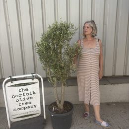 Multi-Stem Terrace & Courtyard Olive Tree | Patio & Rooftop Olive Tree UK |delivery included