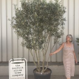 Multi-stem screening olive tree