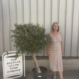 Terrace & Courtyard Olive Tree | Patio & Rooftop Olive Tree UK |delivery included
