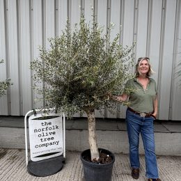 Olive Tree in Pot UK -Arbequina variety -delivery included