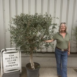 Olive Tree in Pot for Courtyard Gardens-delivery included