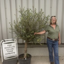 Olive Tree in Pot UK -Arbequina variety -delivery included