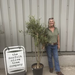 Multi-Stem Terrace & Courtyard Olive Tree | Patio & Rooftop Olive Tree UK |delivery included