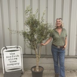 Multi-Stem Terrace & Courtyard Olive Tree | Patio & Rooftop Olive Tree UK |delivery included