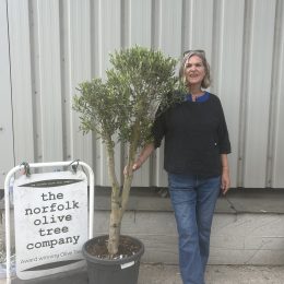 Multi-Stem Terrace & Courtyard Olive Tree | Patio & Rooftop Olive Tree UK |delivery included