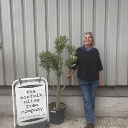 Architectural Olive tree. Delivery included.