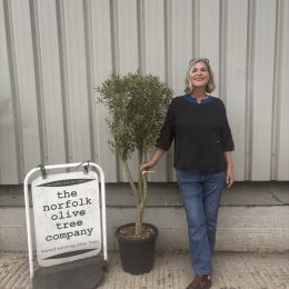 London Olive tree delivery included