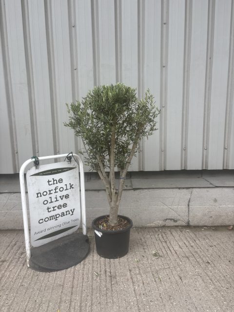 London Olive tree