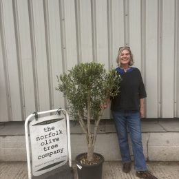 London Olive tree