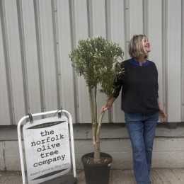 Charming Olive tree. Delivery included.