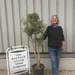 Charming Olive tree. Delivery included.