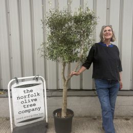 Multi-Stem Terrace & Courtyard Olive Tree | Patio Tree UK |delivery included