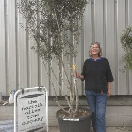 Architectural Multi Stem Olive Tree 2.5m | Italian Grown from Tuscany
