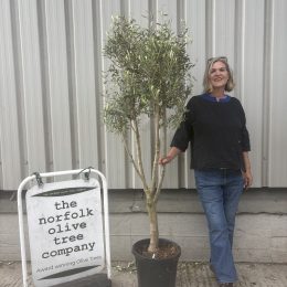 Charming Olive tree. Delivery included.